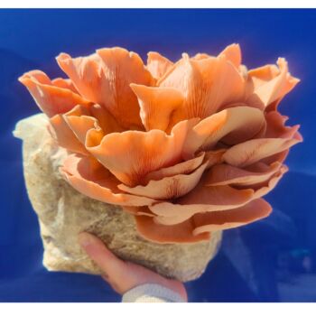 Pink Oyster Mushroom Grow Kit, 6 of 7