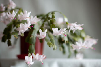 White 'Malissa Dancer' Christmas Cactus 13cm Pot, 3 of 6