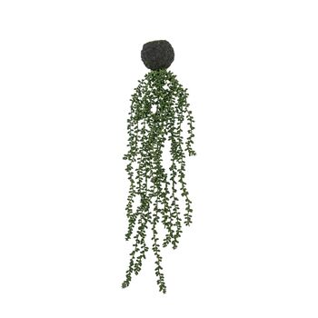 String Of Pearls In Soil, 5 of 5