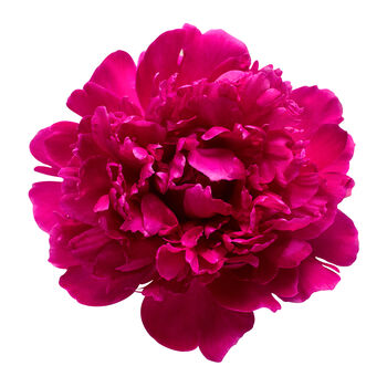 Peony Plants, 7 of 7