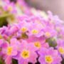 Primrose 'Candy Mix' Six X Full Plant Pack, thumbnail 5 of 6