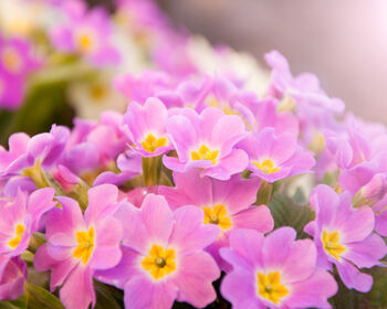 Primrose 'Candy Mix' Six X Full Plant Pack, 5 of 6