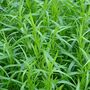 Herb Plants French Tarragon One X Plant In 9cm Pot, thumbnail 6 of 10