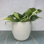 Ceramic Planter And Plant, Perfect Wedding Gift, thumbnail 3 of 12