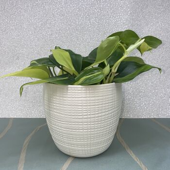 Ceramic Planter And Plant, Perfect Wedding Gift, 3 of 12