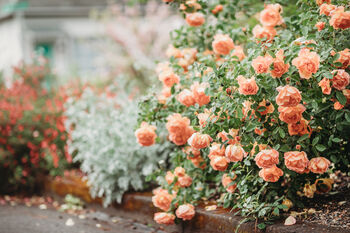 Climbing Rose 'Breathe Of Life' Bare Rooted Plant, 2 of 3