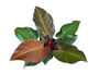 Houseplant Philodendron Red Cherry Plant In 13cm Pot, thumbnail 1 of 5