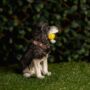 Solar Light Garden Dog Ornament With Tennis Balls LED, thumbnail 7 of 9