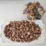 Dried Baby Pumpkin Autumn Potpourri Home Decoration Scented With Pumpkin Spice, thumbnail 1 of 10