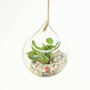 Hanging Glass Orb Money Plant Crassula Terrarium, thumbnail 2 of 4