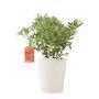 Pieris ‘Flaming Silver’ Evergreen Shrub 5 L Pot, thumbnail 2 of 4