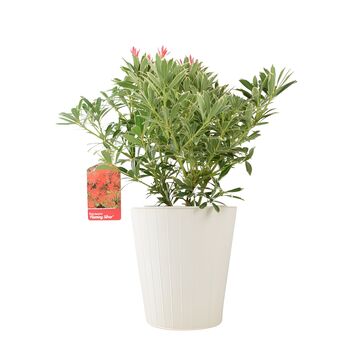 Pieris ‘Flaming Silver’ Evergreen Shrub 5 L Pot, 2 of 4