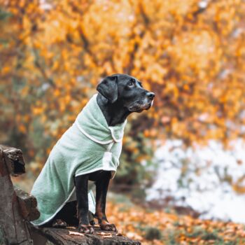 Personalised Luxury Dog Drying Coat, 8 of 12