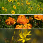 Massage Oil Garden Seeds, Multi Pack Collection, thumbnail 4 of 9