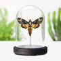 Death's Head Hawkmoth Insect Bug Butterfly Entomology Taxidermy Bell Jar, thumbnail 1 of 4