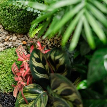 Large Terrarium Kit |'Zagreb', 6 of 12