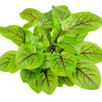 Vegetable Plant Sorrel 'Red Veined' 2x Plant 9cm Pots, 9 of 9