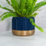 Midnight Stellar Planter, thumbnail 4 of 4