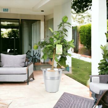 Citrus Lime Tree In Bucket, 5 of 5