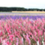 Cherry Blossom Pink Dried Flower Delphinium Bunch, thumbnail 3 of 5