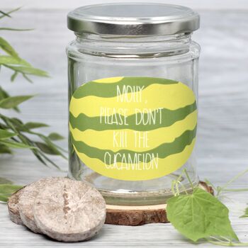 Personalised 'Don't Kill Me' Mini Melons Jar Grow Kit, 6 of 7
