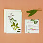 Winter Herbs Illustrated Card With Sage Seeds, thumbnail 2 of 3