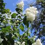 Philadelphus Manteau D'hermine 1x Plant One Litre Pot, thumbnail 2 of 5