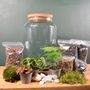 Large Diy Terrarium Kit With Three Plants And Moss Plant Lover Gift, thumbnail 2 of 11