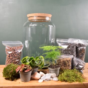 Large Diy Terrarium Kit With Three Plants And Moss Plant Lover Gift, 2 of 11
