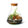 Diy Terrarium Kit: Glass, Plants And Moss | 'Lima', thumbnail 2 of 8