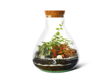 Diy Terrarium Kit: Glass, Plants And Moss | 'Lima', 2 of 8