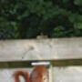 Pinewood Squirrel Nut Feeder Zinc Roof For Wildlife, thumbnail 4 of 8