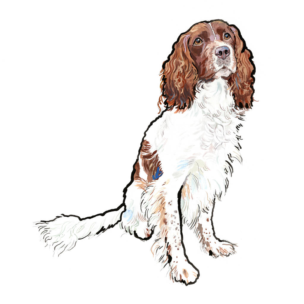 Springer Spaniel Print By Pet Portrait Illustration springer-spaniel-print-by-pet-portrait-illustration