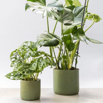 Handmade Eco Plant Pot | Dark Olive Green, 2 of 6