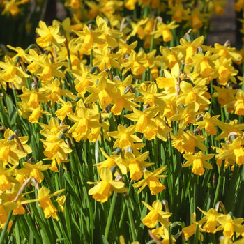 Spring Bulbs Daffodils 'Tete A Tete' 12 X Bulb Pack, 4 of 5