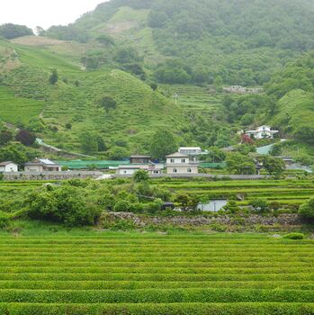 Jadri's Green Tea 50g, 9 of 10