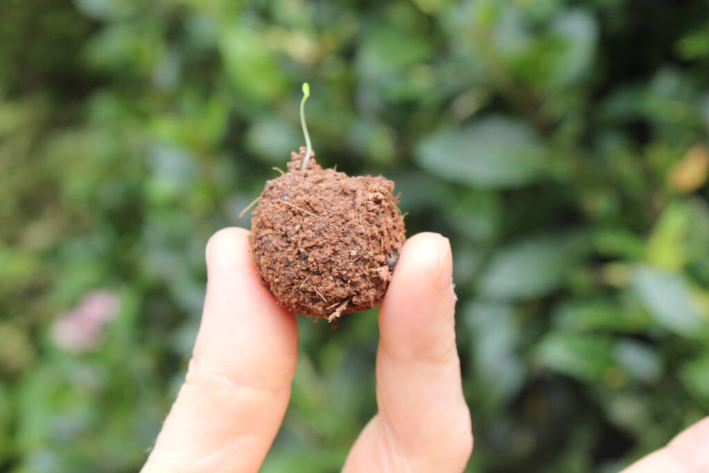 Make Your Own Wildflower Meadow Seed Bombs By Tribe Of ...
