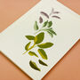 Winter Herbs Illustrated Card With Sage Seeds, thumbnail 3 of 3