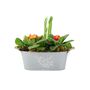 Primrose And Tete A Tete Spring Flower Trough, thumbnail 3 of 4
