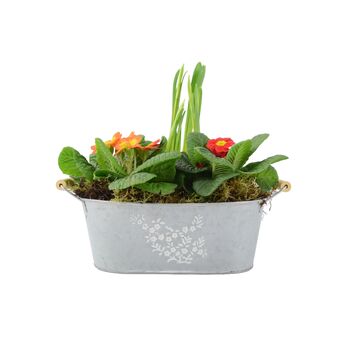Primrose And Tete A Tete Spring Flower Trough, 3 of 4