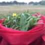 Wild Food, Wild Medicine Foraging Experience For Two, thumbnail 3 of 11