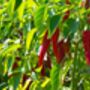 Hot Chilli Plants Mixed 36x Plug Plants, thumbnail 5 of 8