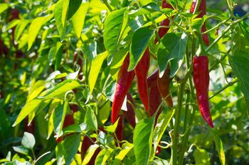 Hot Chilli Plants Mixed 36x Plug Plants, 5 of 8