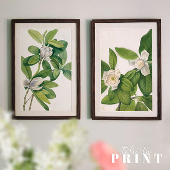 Magnolia Botanical Prints Set Of Two Framed Or Unframed, 4 of 11