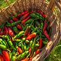 Chilli Pepper 'Apache' 12x Plug Plant Pack, thumbnail 5 of 5