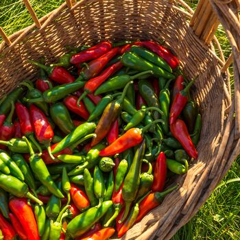 Chilli Pepper 'Apache' 12x Plug Plant Pack, 5 of 5