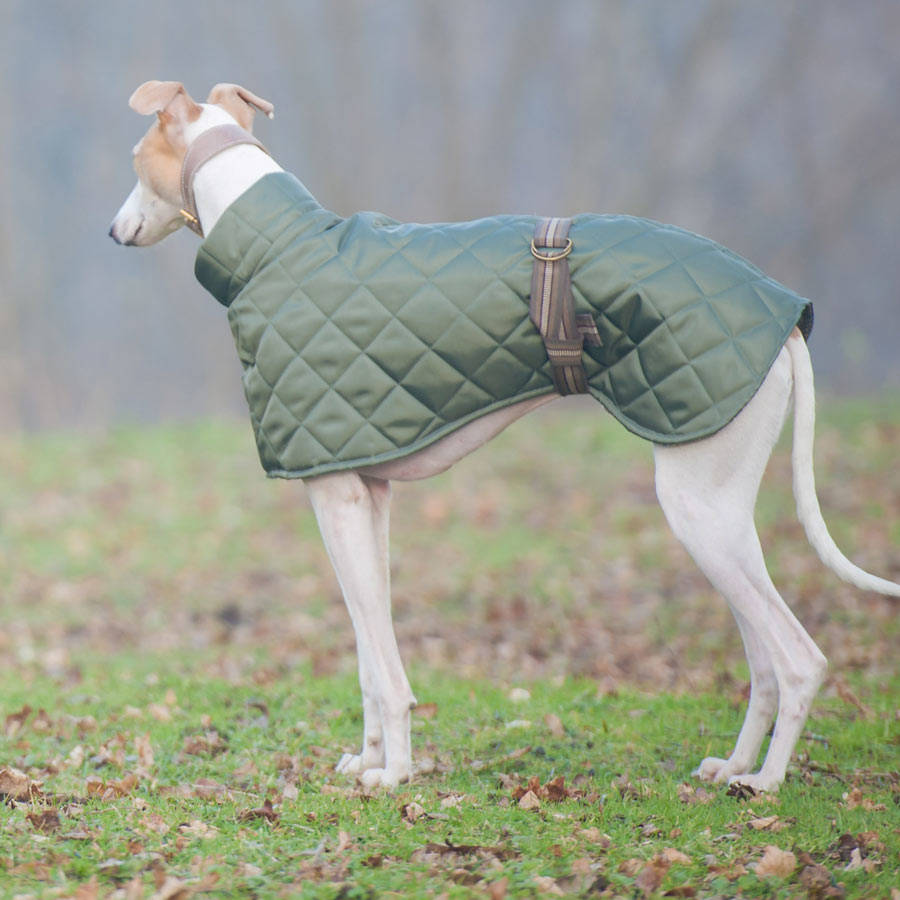 Quilted Showerproof Washable Dog Coat By Redhound for Dogs ...