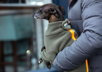 Italian Greyhound Polartec Water Resistant Dog Coat, 2 of 4