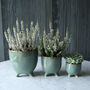 Sage Green Raised Pot Collection, thumbnail 1 of 1