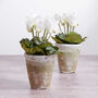 Faux White Cyclamen In White Hand Potted Plant Pot, thumbnail 1 of 2